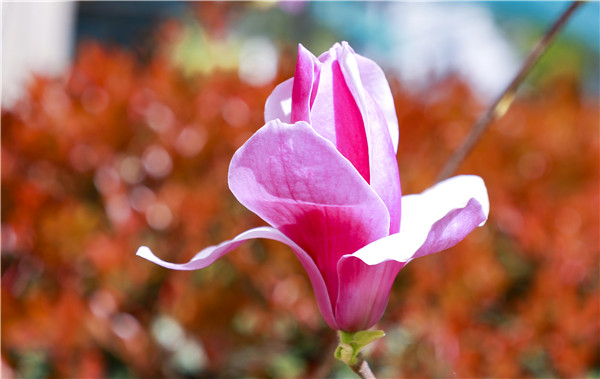 春暖花開，等你歸來——邀你云賞南新春景，以慰思念